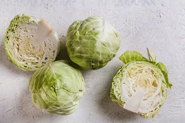 fresh cabbage